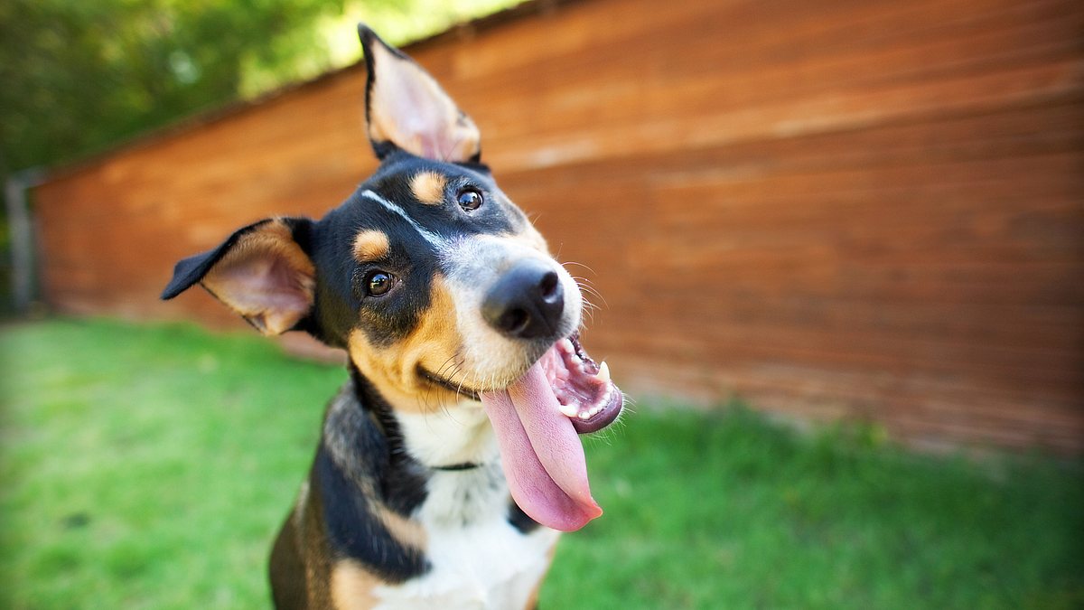 das große hunde-abc