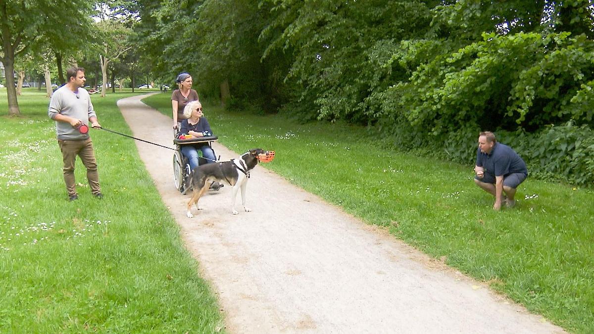 der hundeprofi