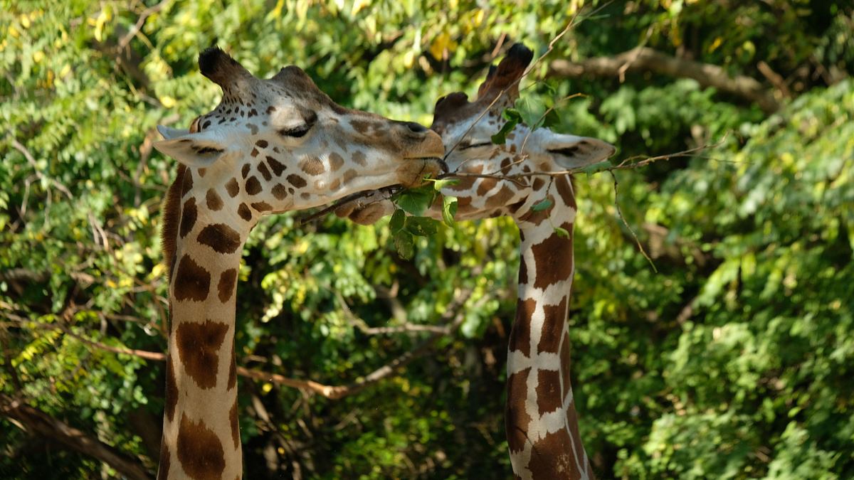 bronx zoo - tierpark der superlative