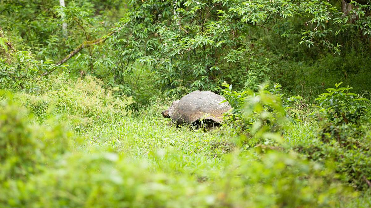 die seltsamsten tiere der welt