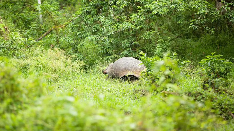 Die seltsamsten Tiere der Welt die seltsamsten tiere der welt