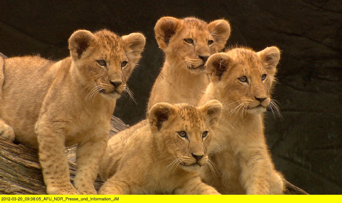 Leopard, Seebär & Co. leopard, seebär & co.