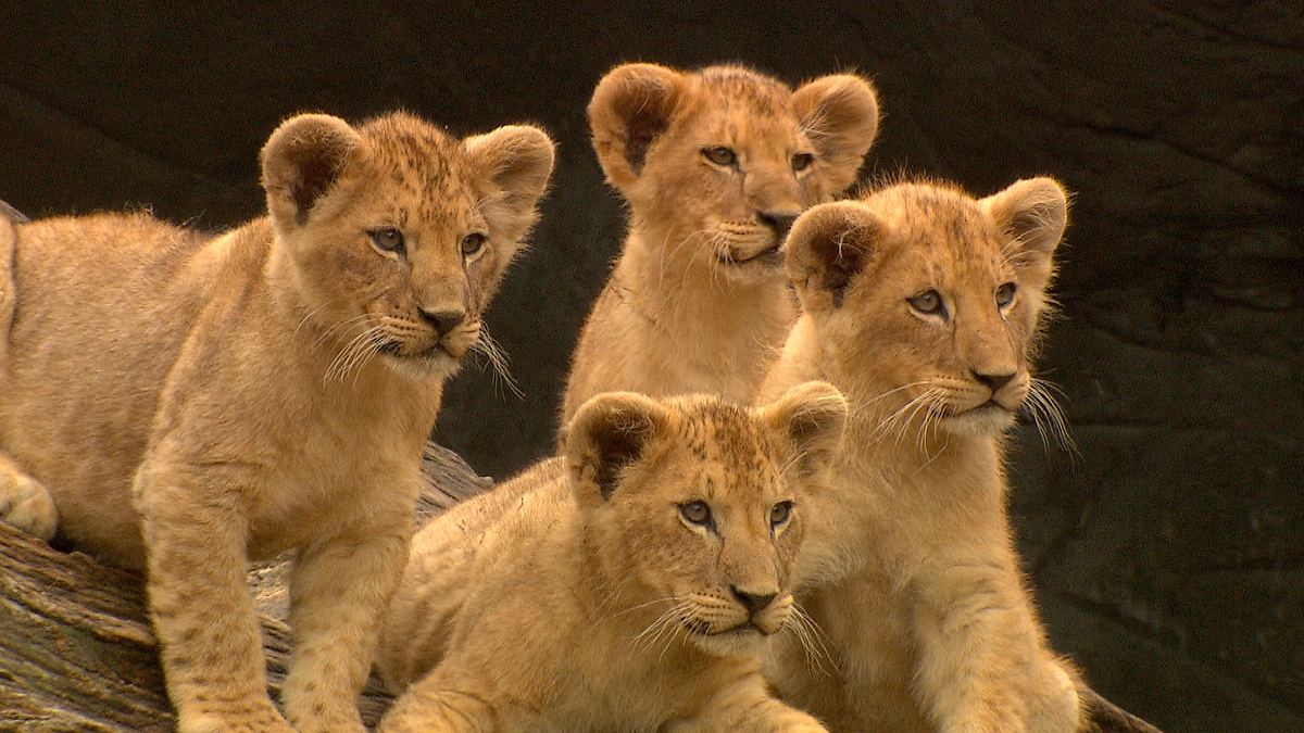 leopard, seebär & co.