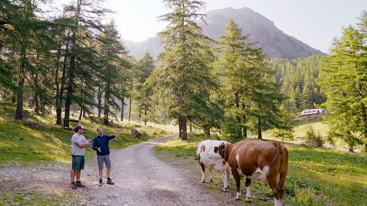 der bauer und der bobo