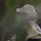 frontal-Dokumentation Thumbnail