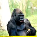 Panda, Gorilla & Co. Thumbnail