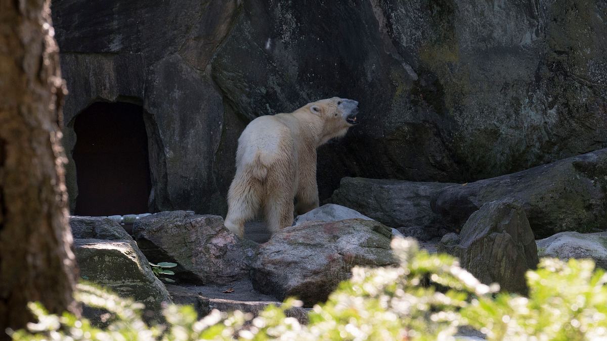 bronx zoo - tierpark der superlative