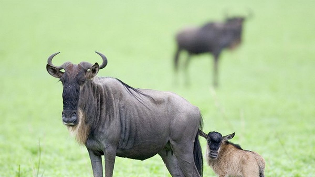 tiere außer rand und band
