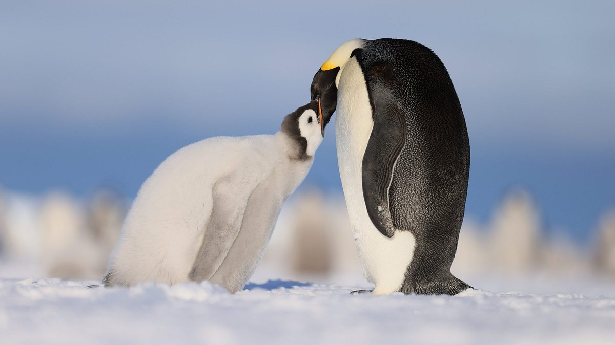 die geheimnisvolle welt der pinguine