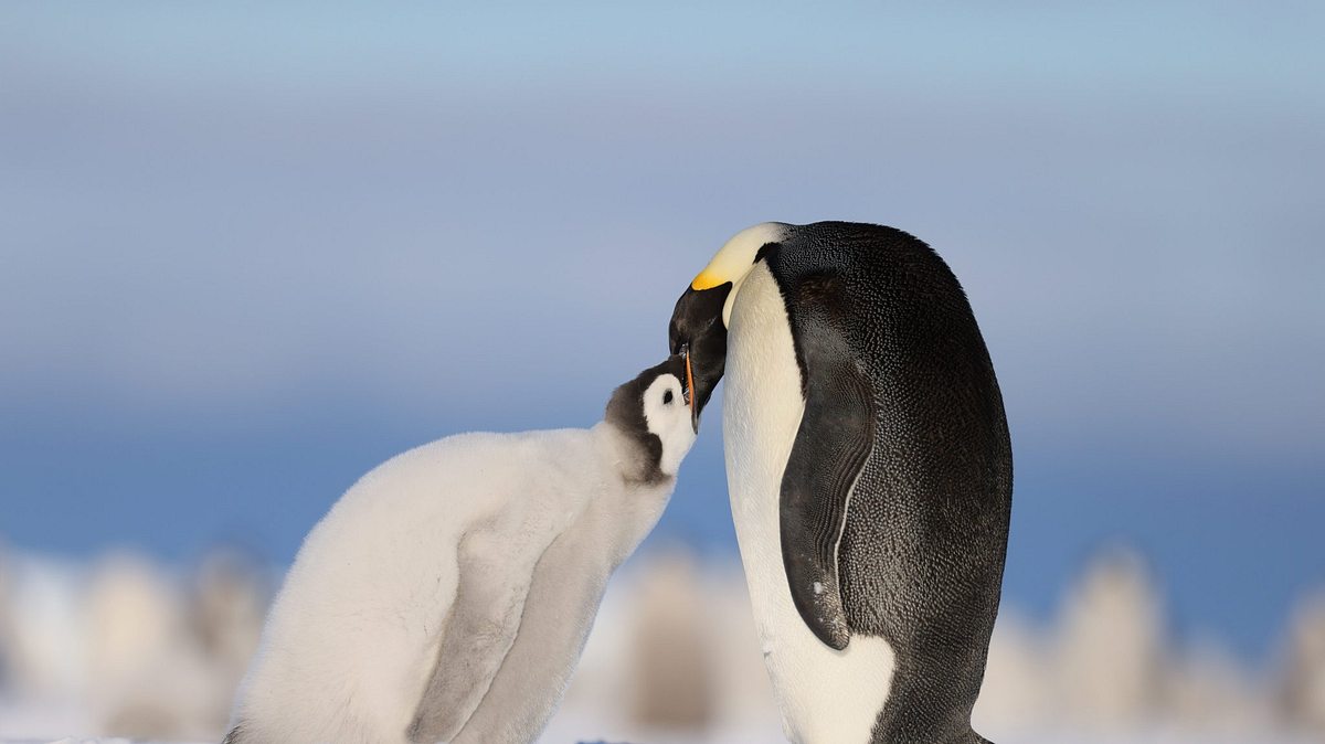 die geheimnisvolle welt der pinguine