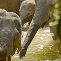 Wilde Tierreiche Thumbnail