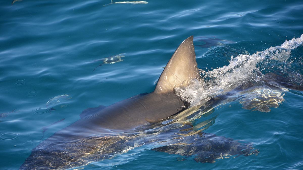sharks of neptune - weiße haie vor südaustralien