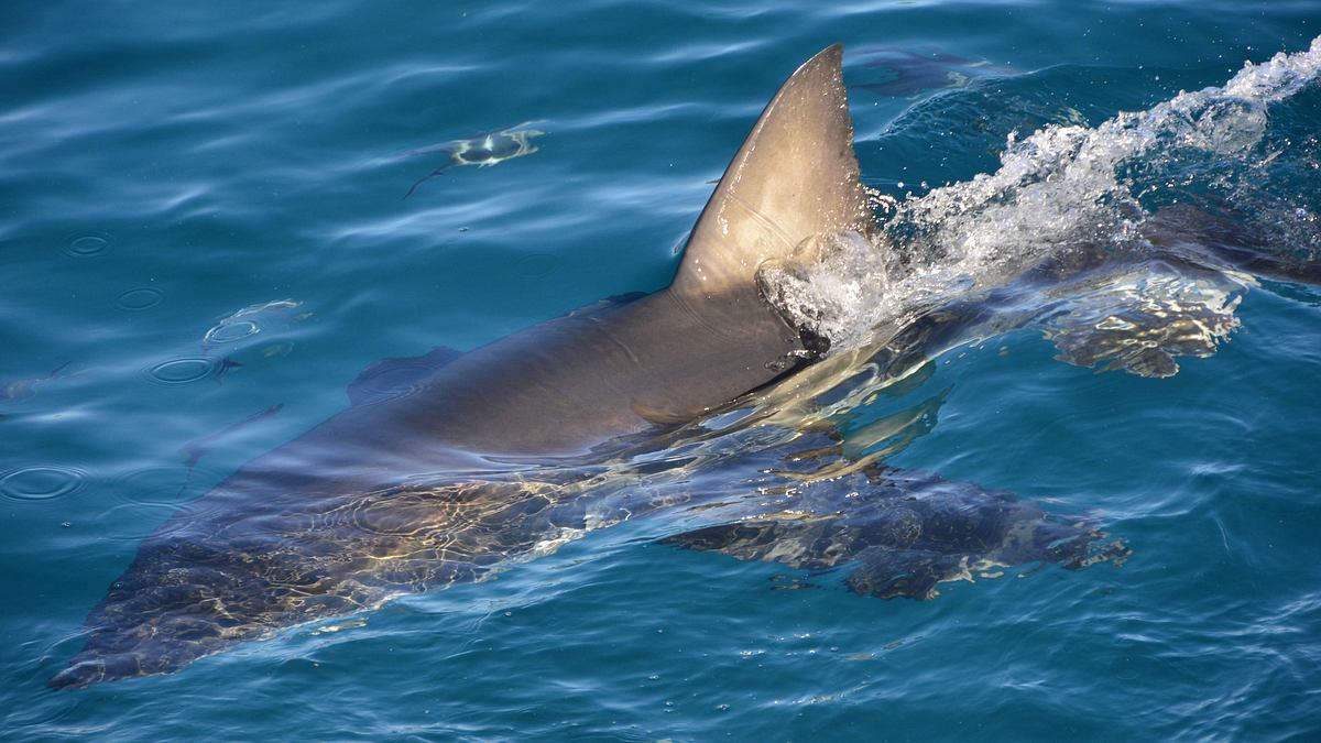 sharks of neptune - weiße haie vor südaustralien
