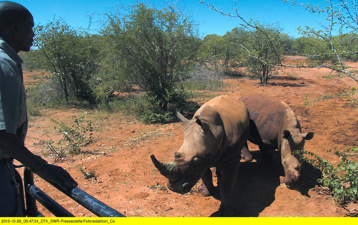 Das Waisenhaus für wilde Tiere - Abenteuer Afrika das waisenhaus für wilde tiere - abenteuer afrika