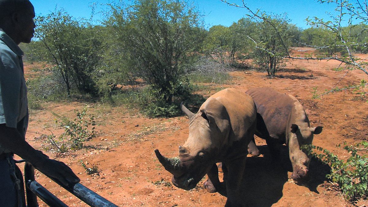 das waisenhaus für wilde tiere - abenteuer afrika