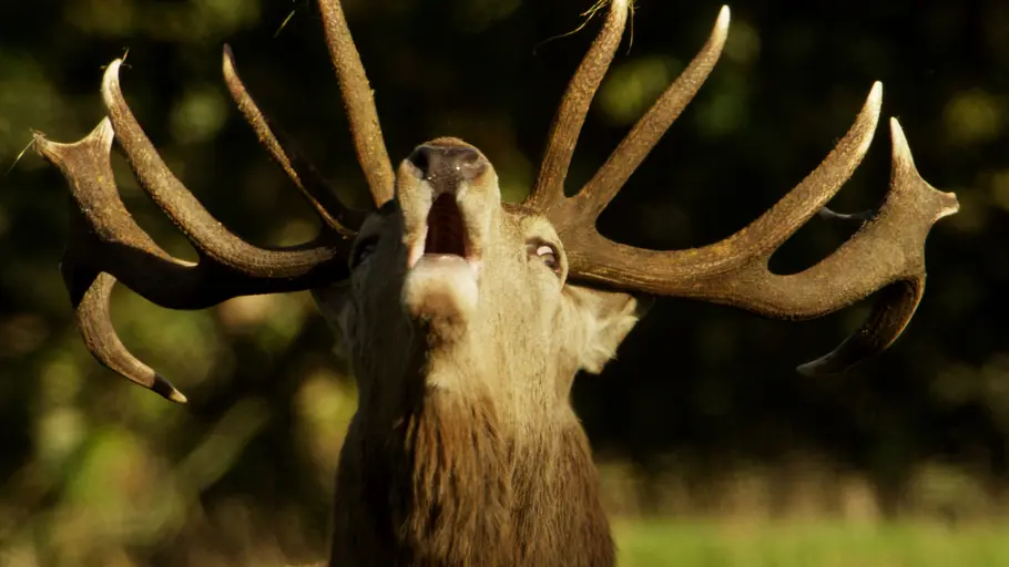 yorkshire: ein jahr in der wildnis