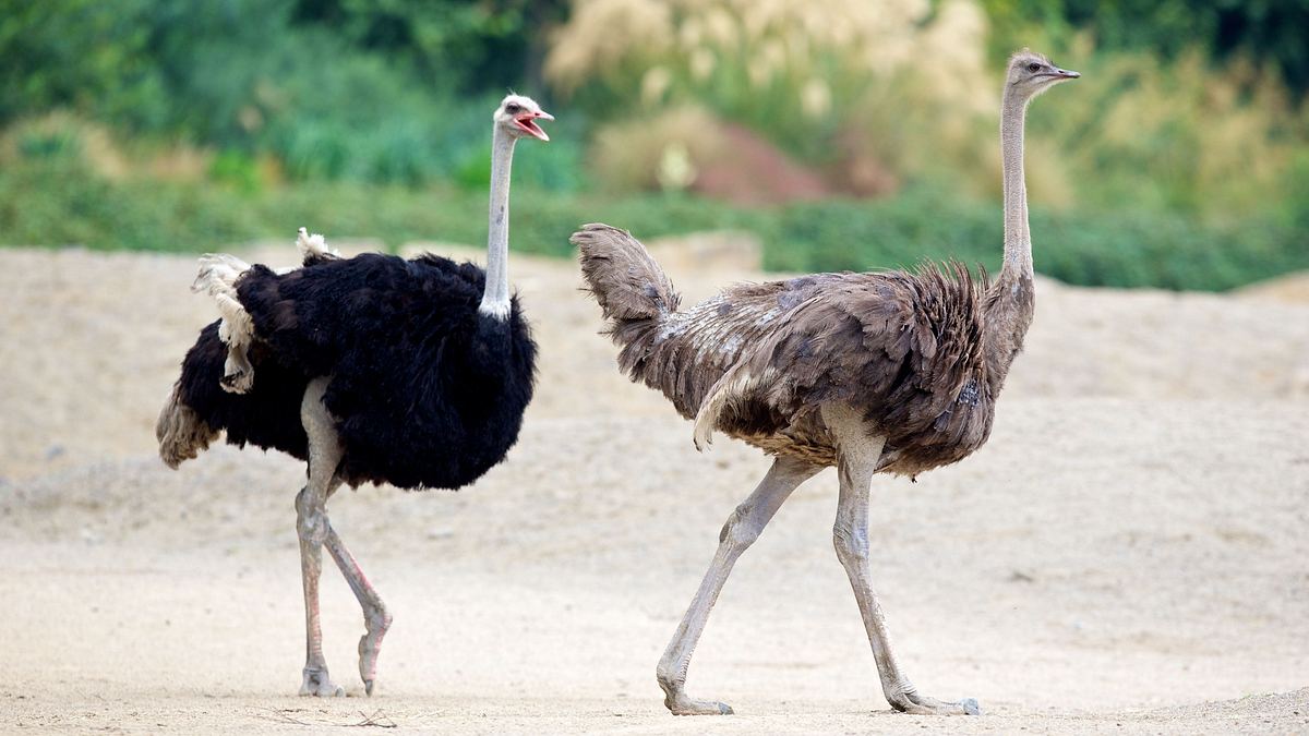 bronx zoo - tierpark der superlative
