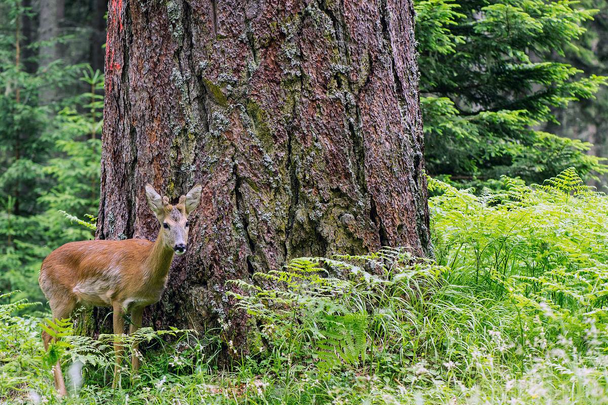 Die geheimnisvolle Welt der Bäume - Naturschätze der Steiermark die geheimnisvolle welt der bäume - naturschätze der steiermark