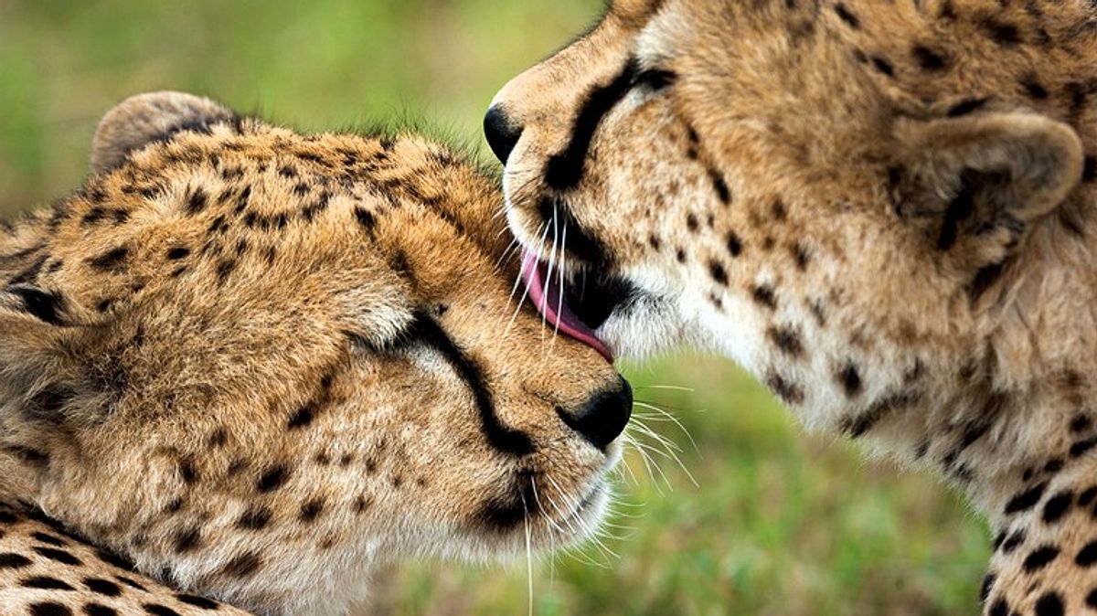 deadly instincts