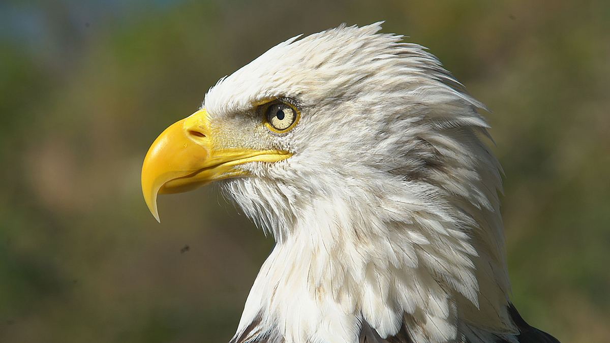 Die Superkräfte der Tiere die superkräfte der tiere