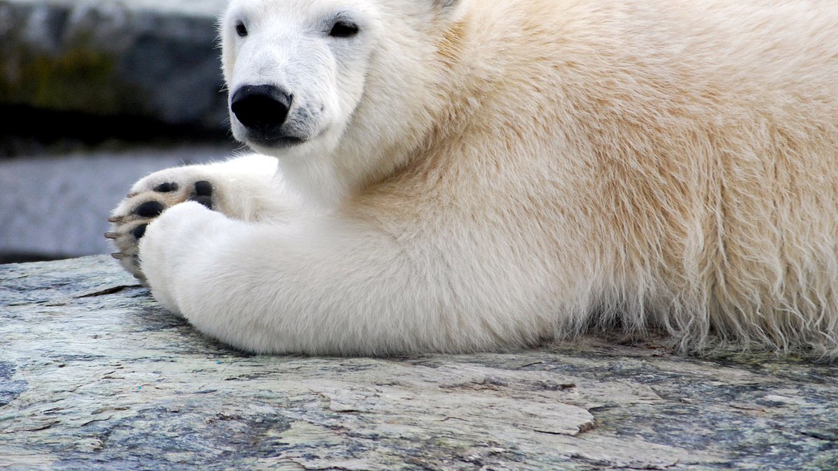 eisbär, affe & co.