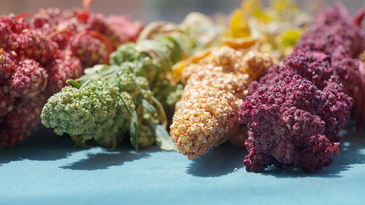 quinoa - genuss mit beigeschmack