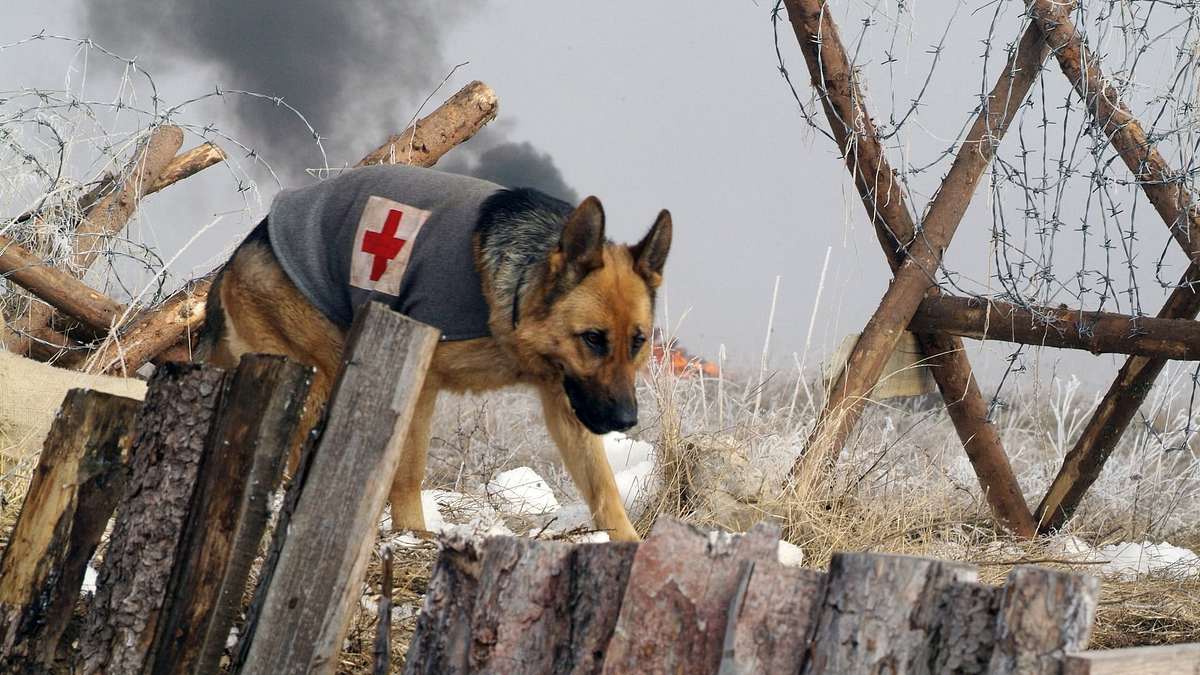 Rin Tin Tin - Ein Held auf Pfoten Rin Tin Tin - Ein Held auf Pfoten