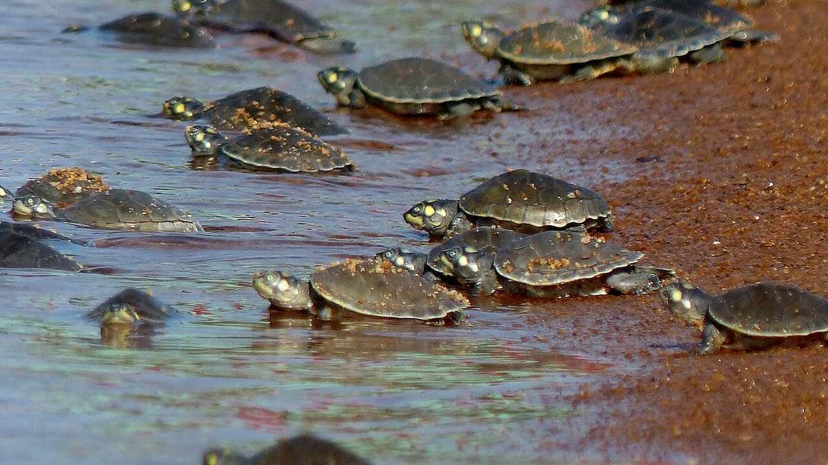 Turtle Hero - Ein Leben für die Schildkröten Turtle Hero - Ein Leben für die Schildkröten