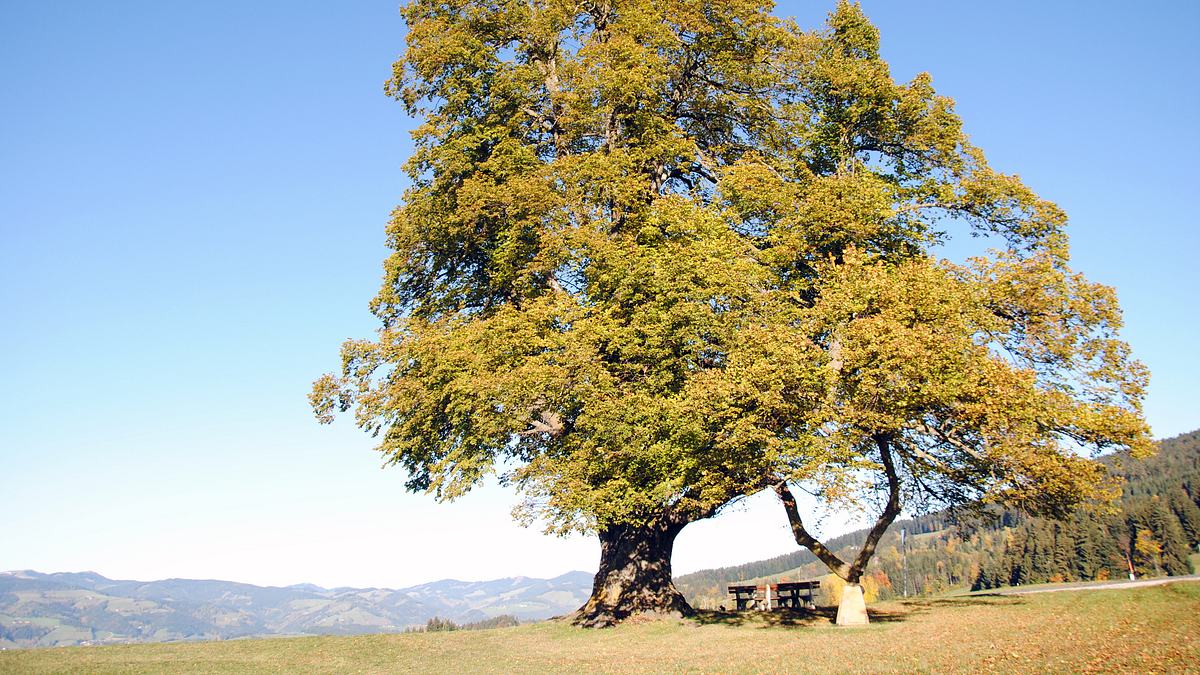 die geheimnisvolle welt der bäume - naturschätze der steiermark