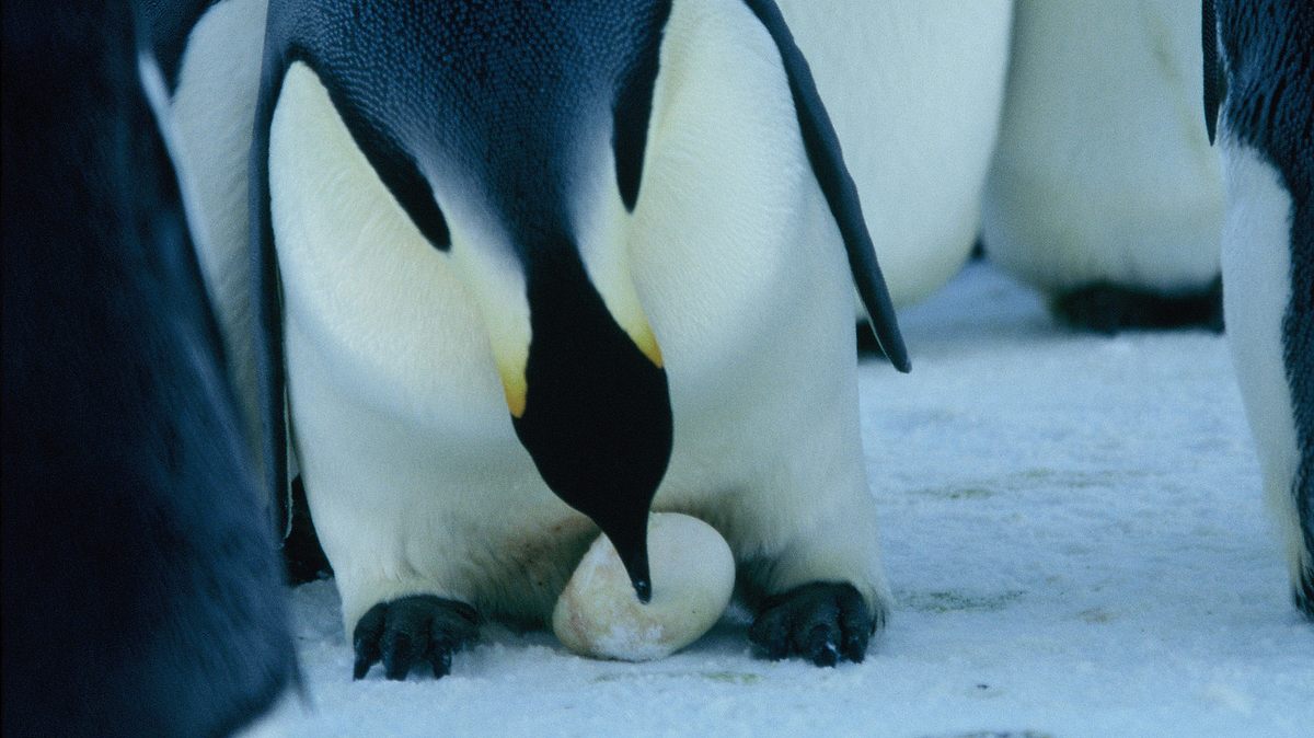 die reise der pinguine