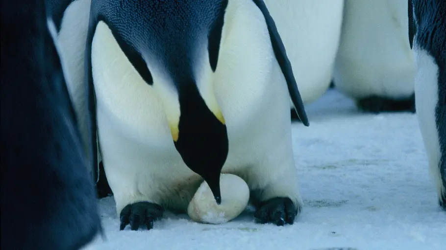 Die Reise der Pinguine die reise der pinguine