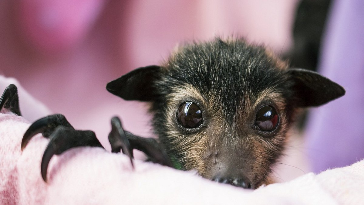 wildlife diaries australien