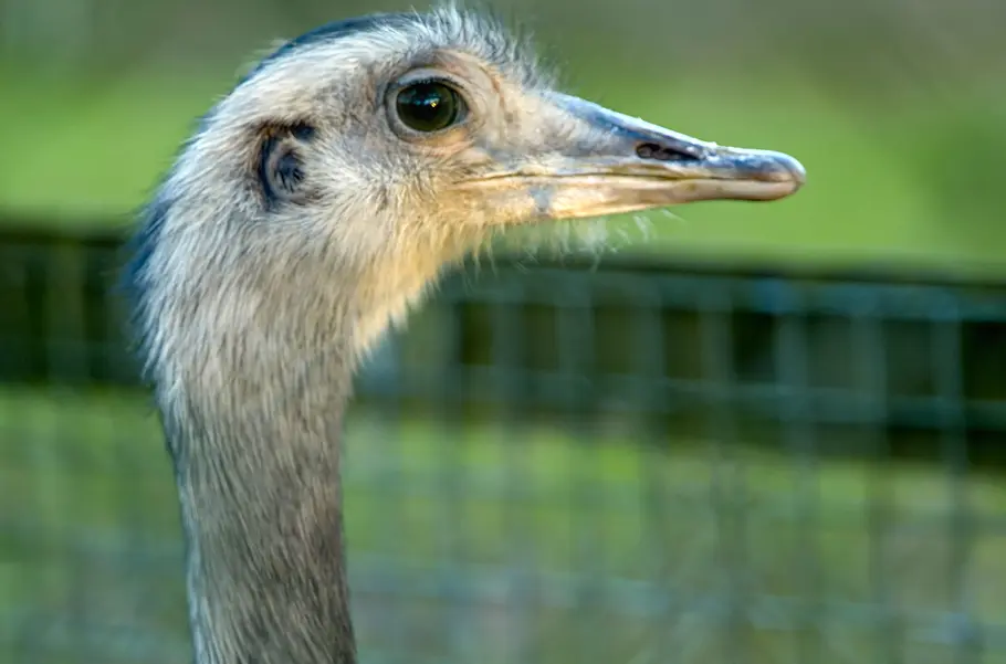 Tierische Doktoren tierische doktoren