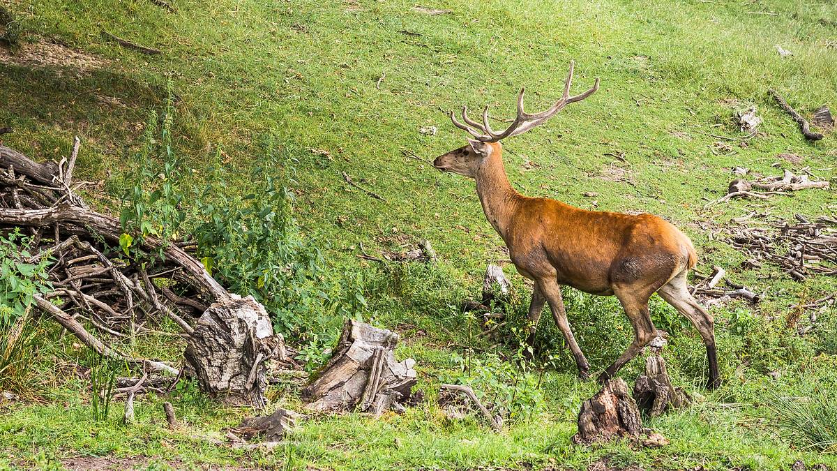 neue bäume und tote hirsche - die aufforstung der schottischen highlands