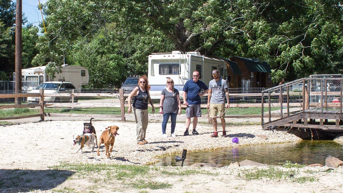 pitbulls auf bewährung