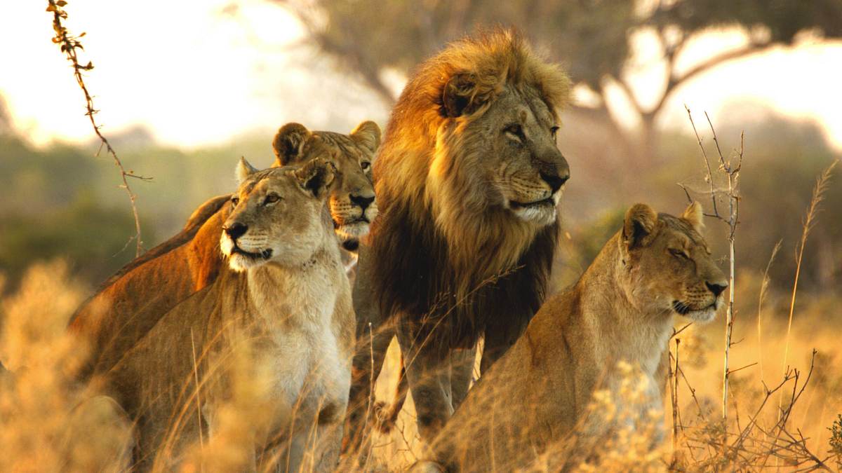 savage kingdom