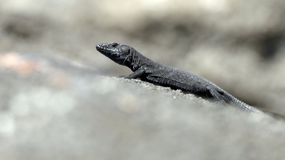 wilder mittelmeerraum