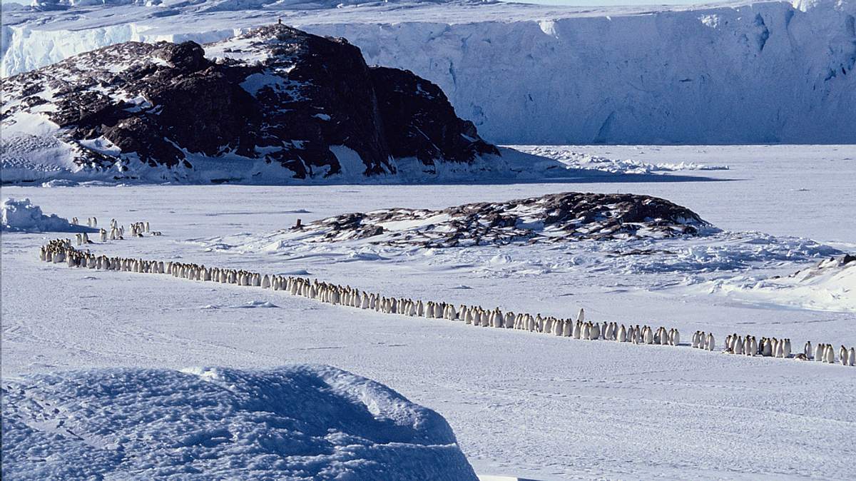 die reise der pinguine