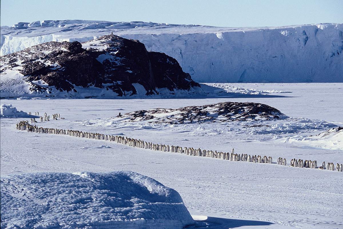 Die Reise der Pinguine die reise der pinguine