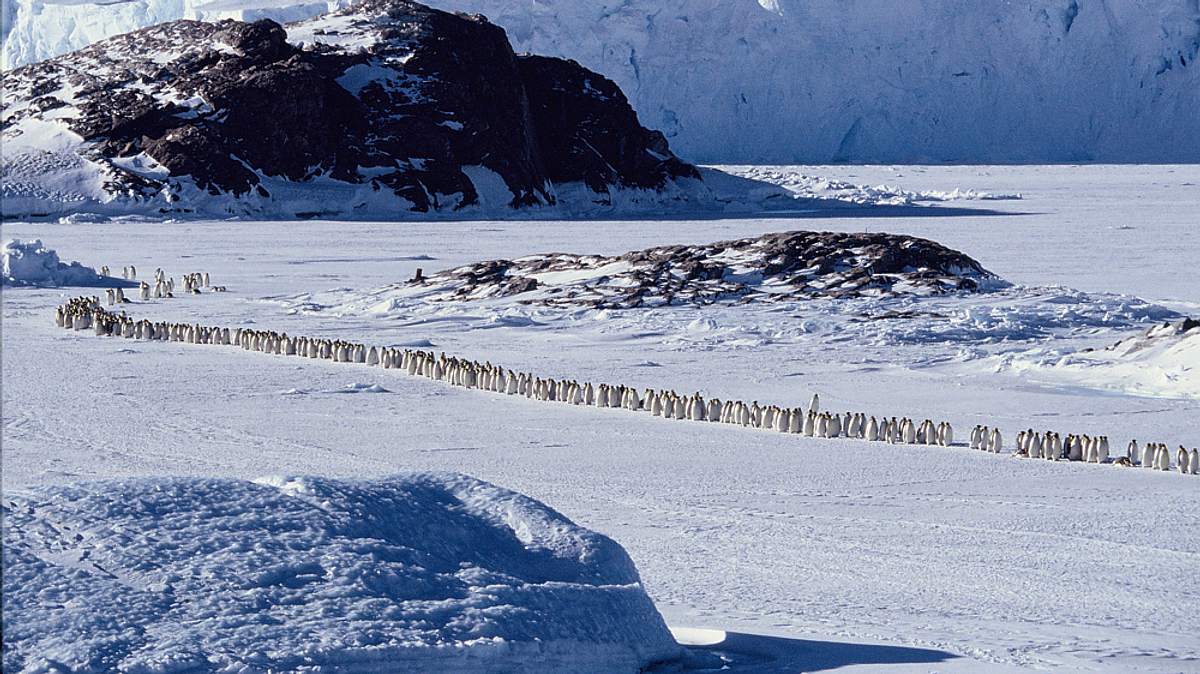 die reise der pinguine