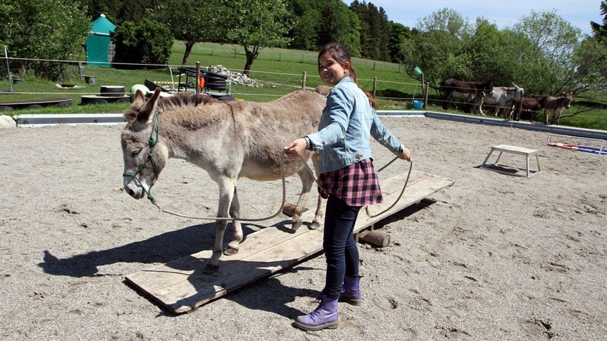 anna und die haustiere