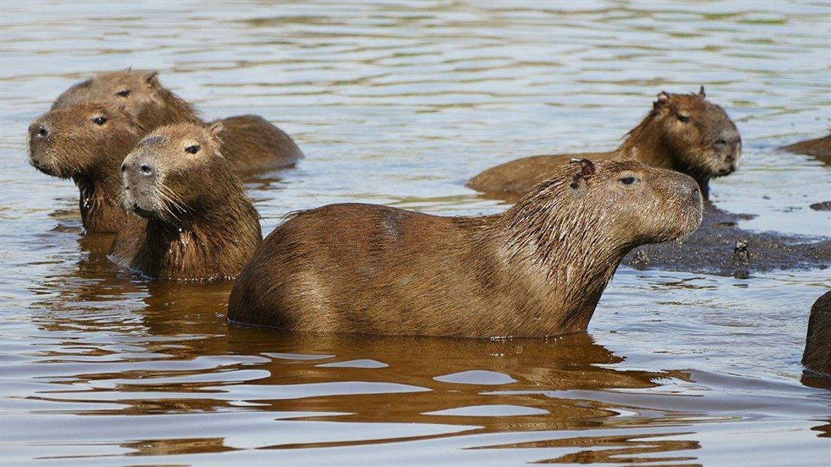 anna und die wilden tiere