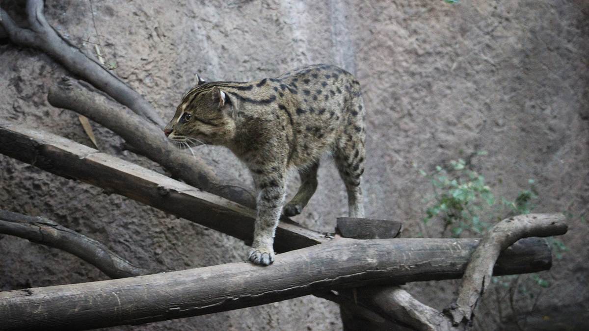 san diego zoo