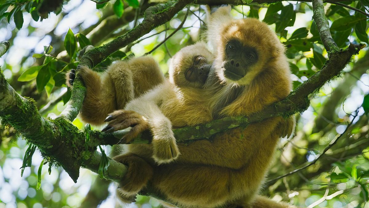 hoffnungsträger wald - können bäume das klima retten?