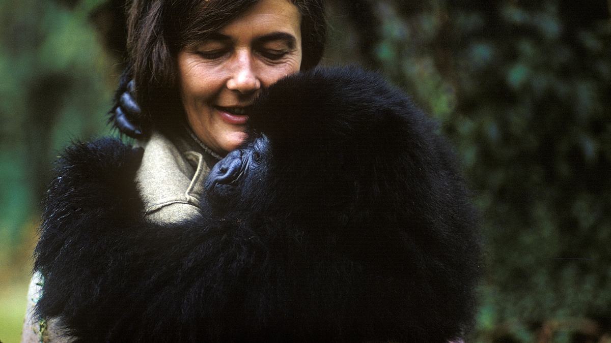 dian fossey: geheimnisse im nebel