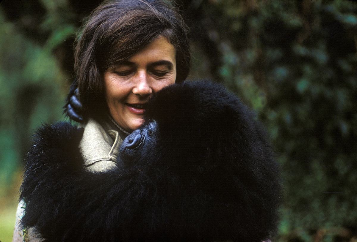 dian fossey: geheimnisse im nebel