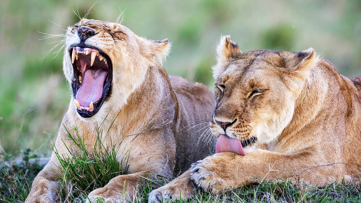 big cat tales - afrikas raubkatzen