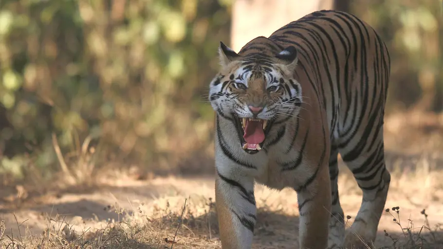 Indien - Im Königreich der Tigerin indien - im königreich der tigerin