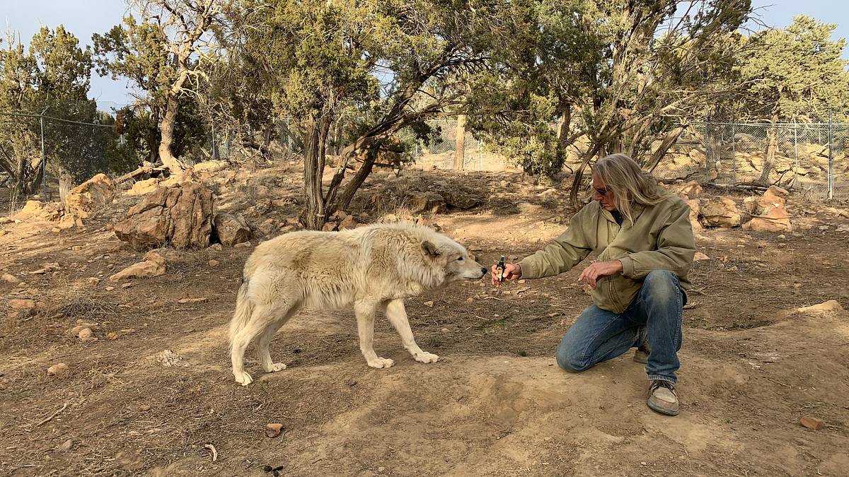 Die Superkräfte der Tiere die superkräfte der tiere