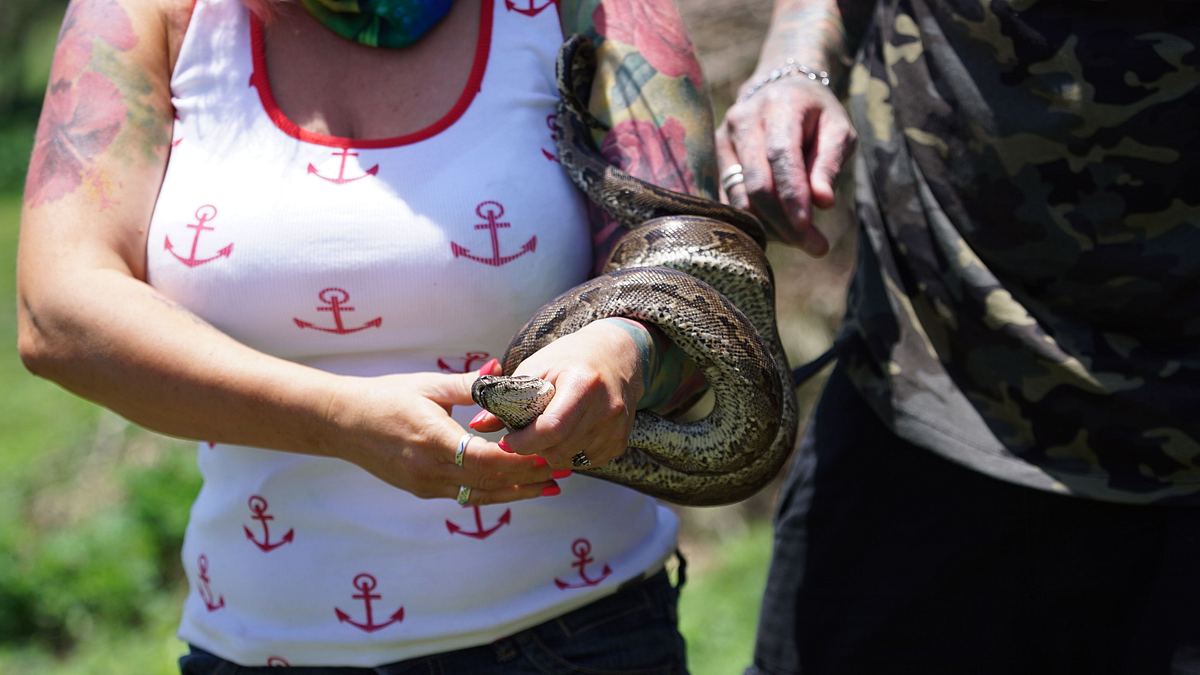 snakes in the city